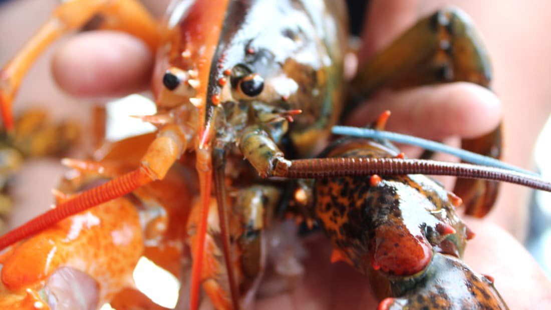 Two-toned lobster